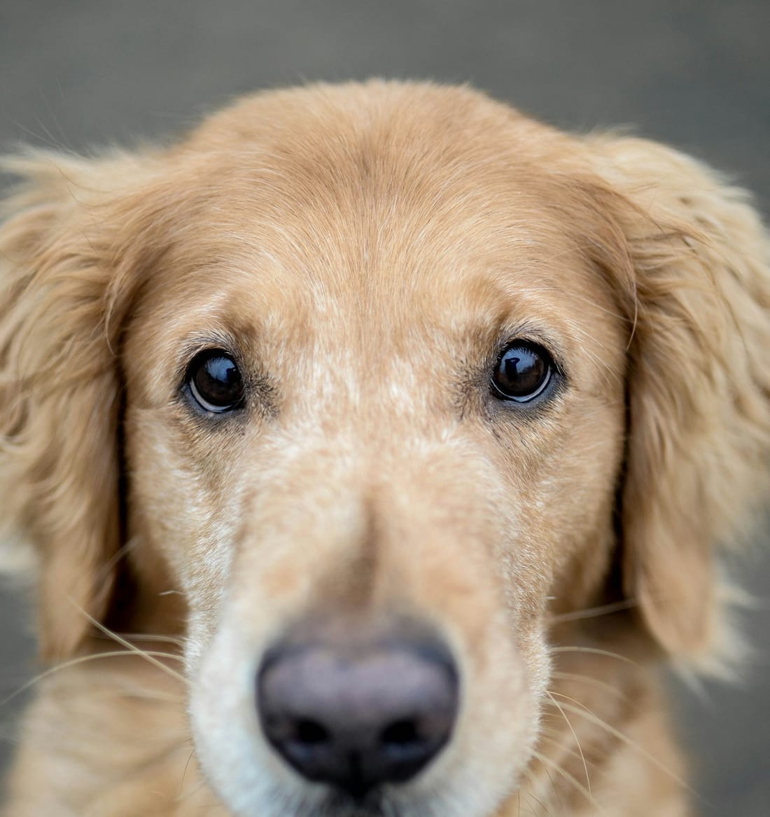 A companion animal cared for through the clinic